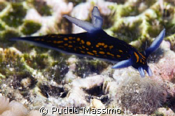 manado,bunaken park,nikon d2x 105mm macro by Puddu Massimo 